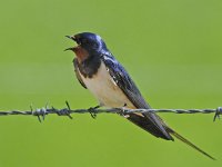 Hirundo rustica 28, Boerenzwaluw, Saxifraga-Ab H Baas