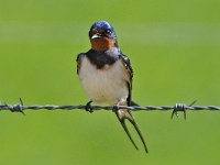 Hirundo rustica 29, Boerenzwaluw, Saxifraga-Ab H Baas