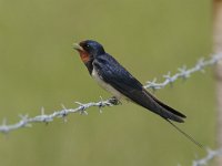 Hirundo rustica 3, Boerenzwaluw, Saxifraga-Jaap Schelvis