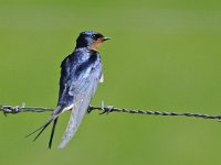 Hirundo rustica 32, Boerenzwaluw, Saxifraga-Ab H Baas