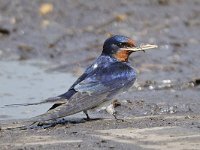 Boerenzwaluw #46987 : Boerenzwaluw, Hirundo rustica, European swallow