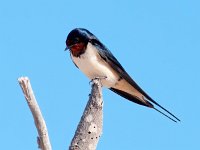 Hirundo rustica 38, Boerenzwaluw, Saxifraga-Bart Vastenhouw