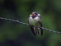 Hirundo rustica 39, Boerenzwaluw, Saxifraga-Hans Dekker