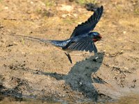 Hirundo rustica 41, Boerenzwaluw, Saxifraga-Piet Munsterman