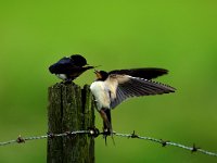 Hirundo rustica 45, Boerenzwaluw, Saxifraga-Piet Munsterman