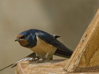 Hirundo rustica 49, Boerenzwaluw, Saxifraga-Jan van der Straaten