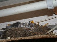 Hirundo rustica 56, Boerenzwaluw, Saxifraga-Jeroen Willemsen