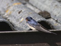 Hirundo rustica 57, Boerenzwaluw, Saxifraga-Mark Zekhuis