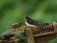 Hirundo rustica 6, Boerenzwaluw, Saxifraga-Piet Munsterman