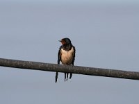 Hirundo rustica 61, Boerenzwaluw, Saxifraga-Dirk Hilbers