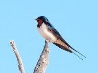 Hirundo rustica 62, Boerenzwaluw, Saxifraga-Bart Vastenhouw