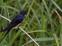 Hirundo rustica 69, Boerenzwaluw, Saxifraga-Jan Nijendijk