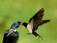 Hirundo rustica 7, Boerenzwaluw, Saxifraga-Piet Munsterman