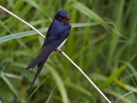 Hirundo rustica 70, Boerenzwaluw, Saxifraga-Jan Nijendijk