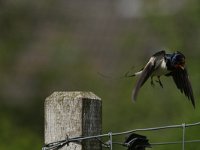 Hirundo rustica 74, Boerenzwaluw, Saxifraga-Dirk Hilbers