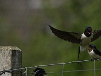 Hirundo rustica 75, Boerenzwaluw, Saxifraga-Dirk Hilbers