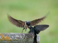 Hirundo rustica 85, Boerenzwaluw, Saxifraga-Luuk Vermeer