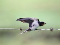 Hirundo rustica 9, Boerenzwaluw, juvenile, Saxifraga-Piet Munsterman