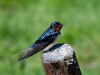 Hirundo rustica 95, Boerenzwaluw, Saxifraga-Luuk Vermeer