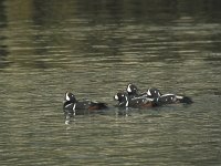 Histrionicus histrionicus 12, Harlekijneend, Saxifraga-Rob Felix : Animalia, Aves, Chordata, animal, bird, dier, dieren, gewervelde dieren, vertebraat, vertebrate, vogel, vogels