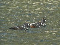 Histrionicus histrionicus 7, Harlekijneend, Saxifraga-Rob Felix : Animalia, Aves, Chordata, animal, bird, dier, dieren, gewervelde dieren, vertebraat, vertebrate, vogel, vogels