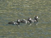 Histrionicus histrionicus 8, Harlekijneend, Saxifraga-Rob Felix : Animalia, Aves, Chordata, animal, bird, dier, dieren, gewervelde dieren, vertebraat, vertebrate, vogel, vogels