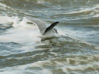 Hydrocoloeus minutus, Little Gull