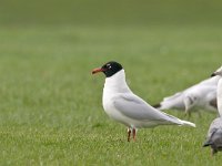 Ichthyaetus melanocephalus, Mediterranean Gull