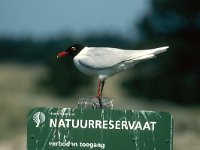 Ichthyaetus melanocephalus 3, Zwartkopmeeuw, Saxifraga-Piet Munsterman