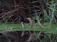 Ixobrychus minutus 32, Woudaap, juvenile, Saxifraga-Martin Mollet