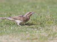 Jynx torquilla 10, Draaihals, Saxifraga-Mark Zekhuis