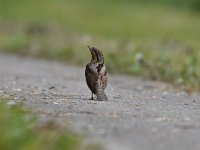 Jynx torquilla 28, Draaihals, Saxifraga-Luuk Vermeer