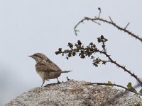 Jynx torquilla 5, Draaihals, Saxifraga-Mark Zekhuis