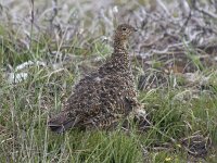 Lagopus lagopus scoticus 3, Schots sneeuwhoen, female, Saxifraga-Kees van Berkel