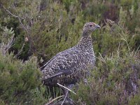 Lagopus lagopus scoticus 5, Schots sneeuwhoen, male, Saxifraga-Kees van Berkel : Blue Elephant, Schotland, Schots sneeuwhoen