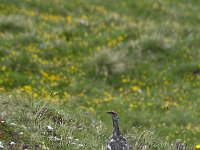 Lagopus muta 35, Alpensneeuwhoen, Saxifraga-Luuk Vermeer