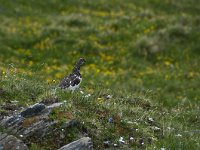 Lagopus muta 36, Alpensneeuwhoen, Saxifraga-Luuk Vermeer