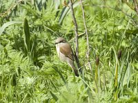 Lanius collurio 11, Grauwe klauwier, female, Saxifraga-Jan van der Straaten