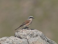 Lanius collurio 2, Grauwe klauwier, Saxifraga-Luc Hoogenstein