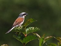 Lanius collurio 20, Grauwe klauwier, Saxifraga-Hans Dekker