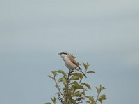 Lanius collurio 22, Grauwe klauwier, Saxifraga-Bas Klaver