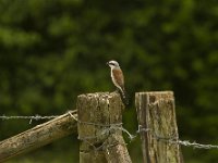 Grauwe klauwier  Lanius colluro--Grauwe klauwier