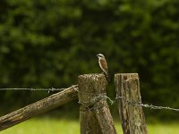 Grauwe klauwier  Lanius colluro--Grauwe klauwier