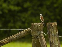 Grauwe klauwier  Lanius colluro--Grauwe klauwier