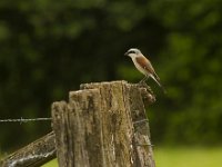 Grauwe klauwier  Lanius colluro--Grauwe klauwier