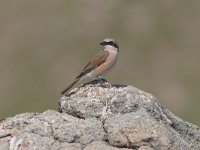 Lanius collurio 3, Grauwe klauwier, Saxifraga-Luc Hoogenstein