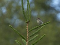 Red-backed shrike sitting in pine tree  Lanius collurio : animal, avifauna, bird, bird of prey, fauna, lanius collurio, natural, nature, red-backed shrike, shrike