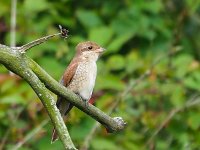 Lanius collurio 50, juvenile, Grauwe klauwier, Saxifraga-Hans Dekker