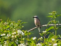 Lanius collurio 62, juvenile, Grauwe klauwier, Saxifraga-Hans Dekker