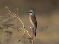 Lanius collurio 7, Grauwe klauwier, Saxifraga-Janus Verkerk